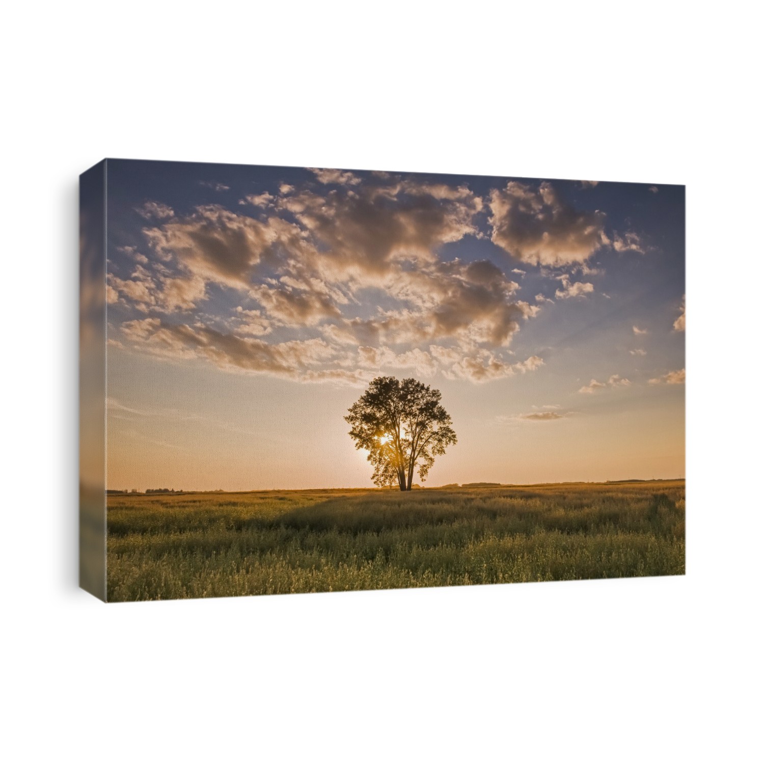 Oat field with cottonwood tree at sunset, near Dugald; Manitoba, Canada