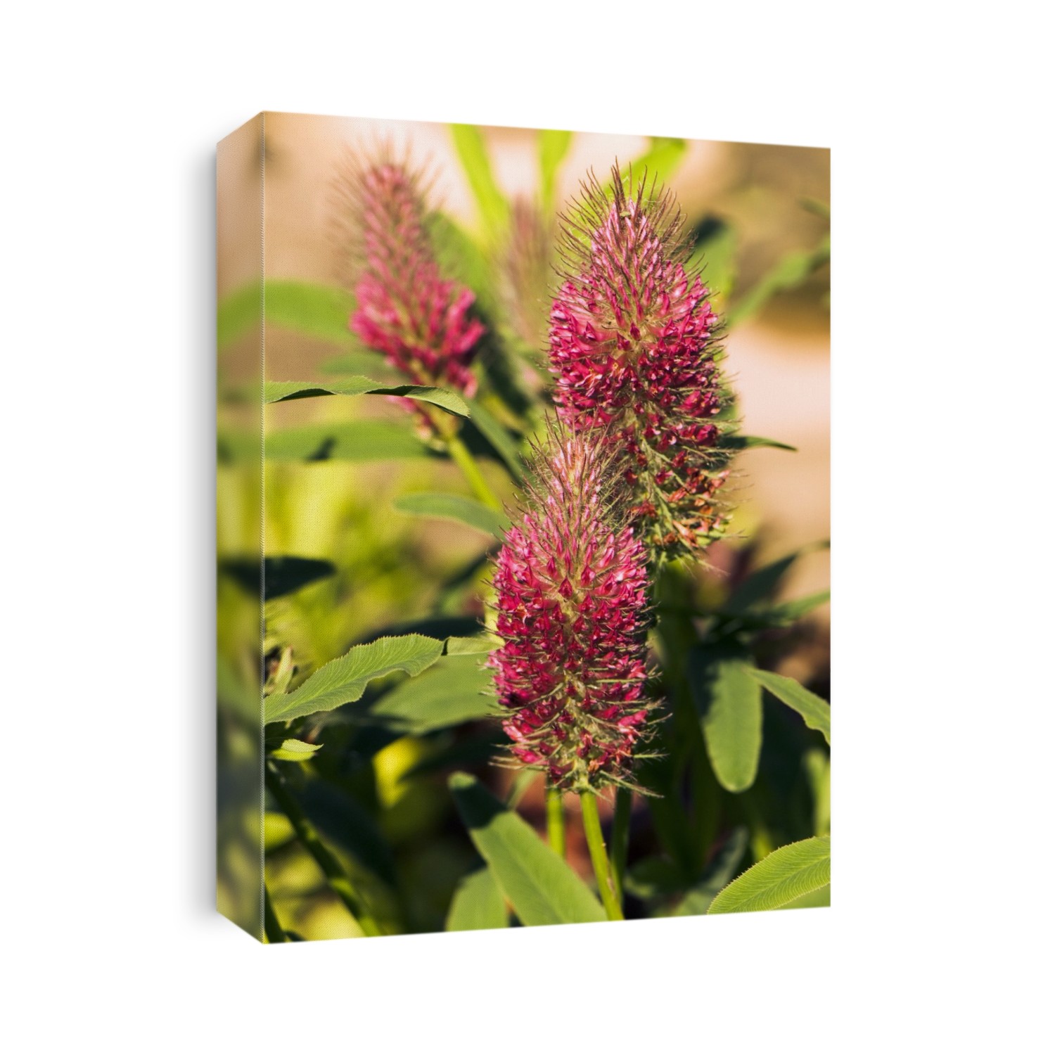 Trifolium rubens flowering in summer.