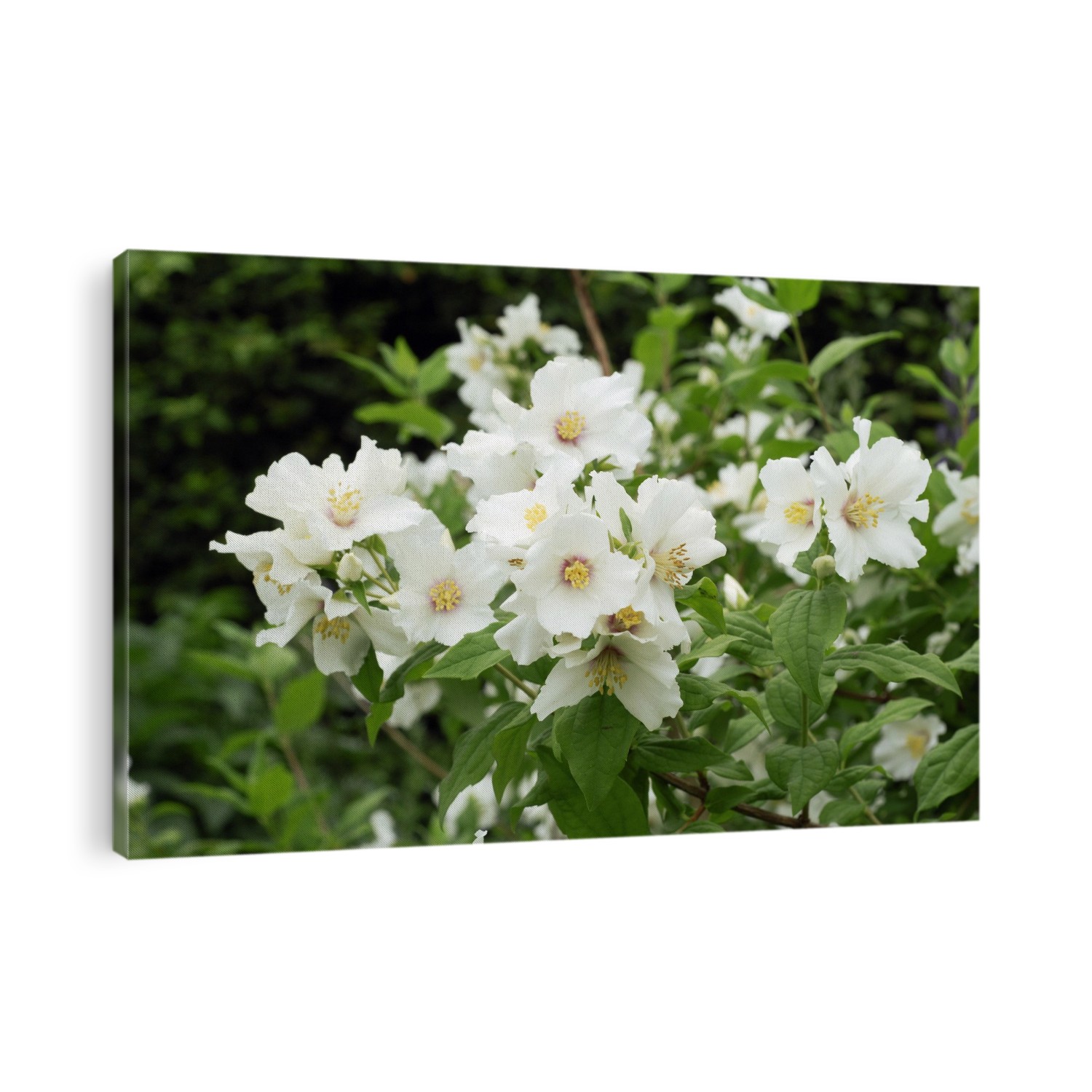 Mock orange (Philadelphus 'Belle Etoile') in flower. Photographed at RHS Wisley, UK, in June.