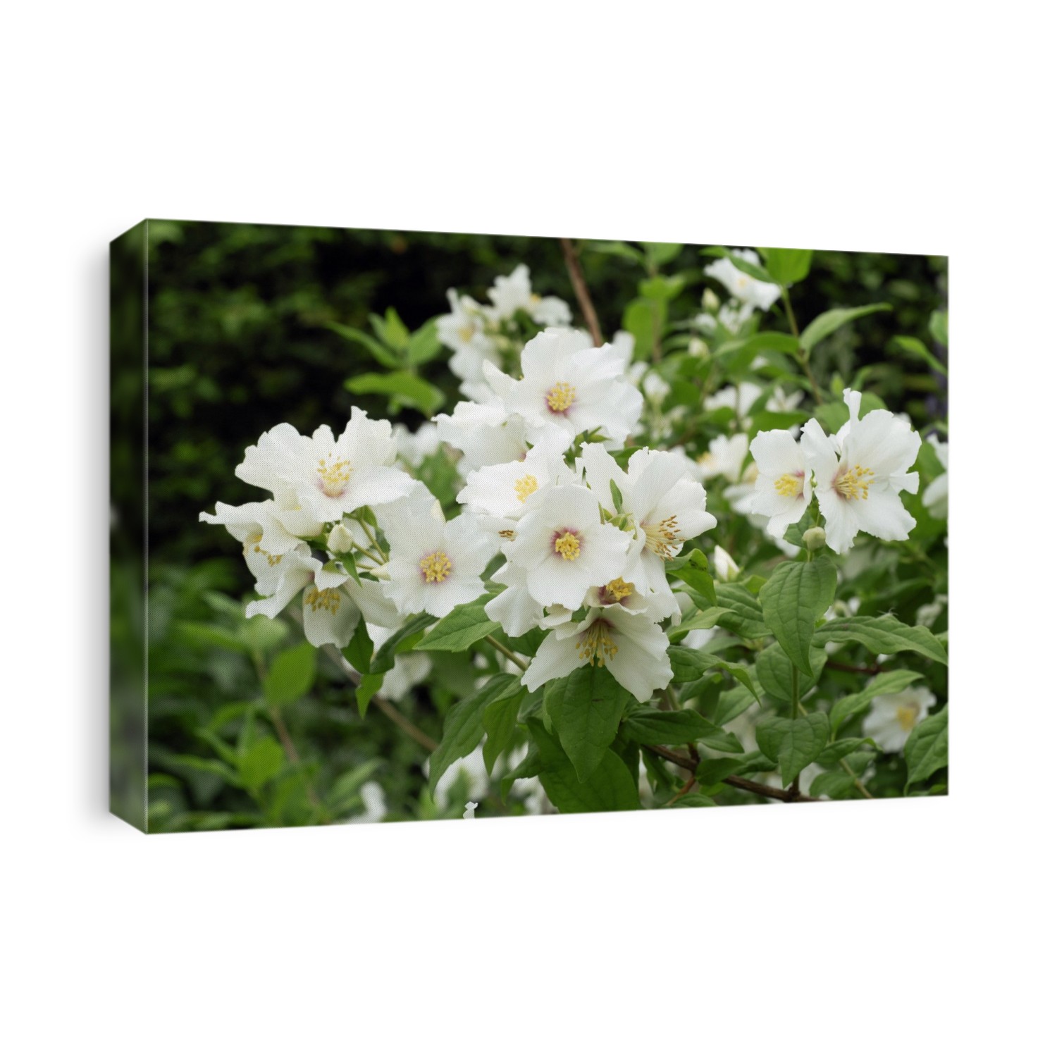 Mock orange (Philadelphus 'Belle Etoile') in flower. Photographed at RHS Wisley, UK, in June.