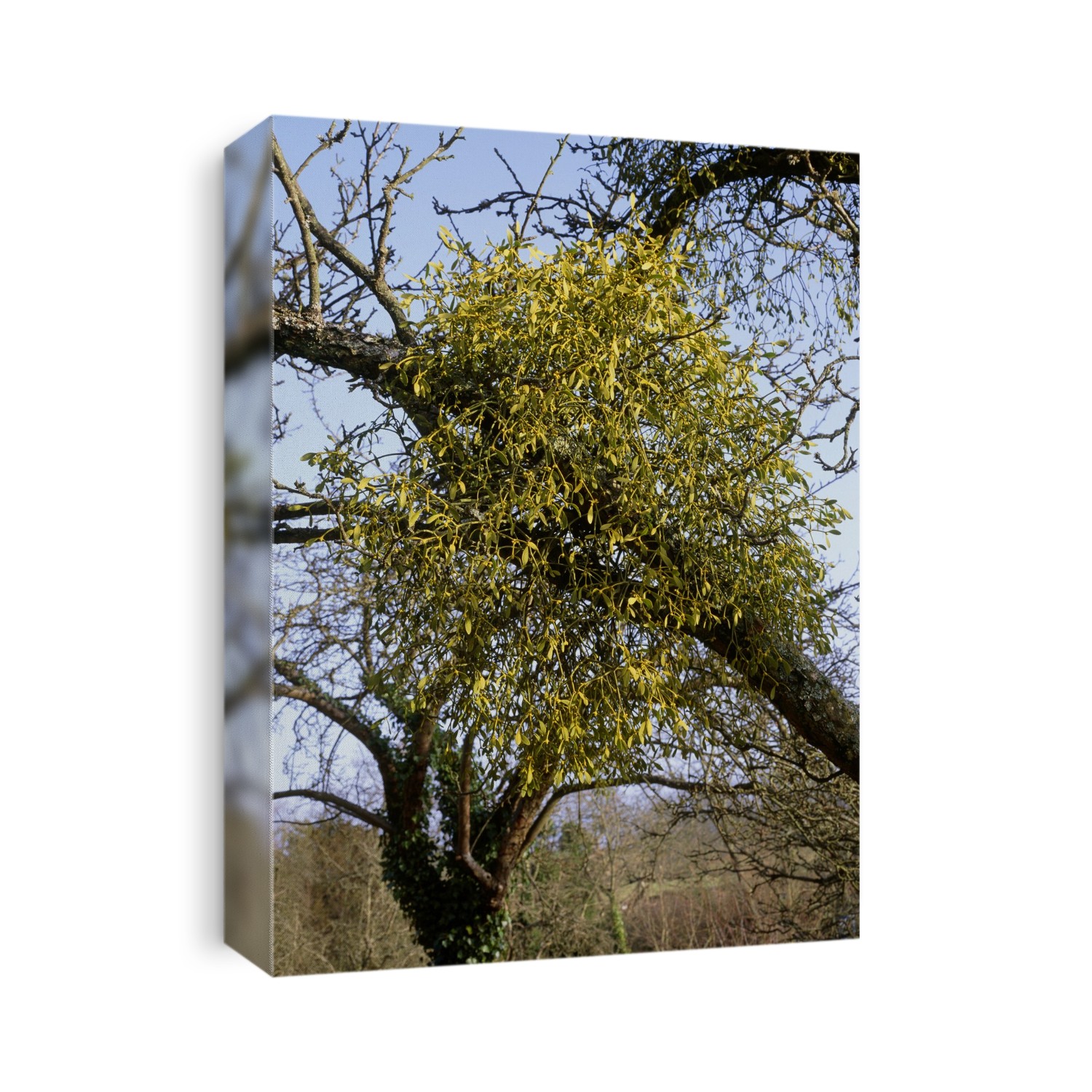 Mistletoe (Viscum album) in fruit, growing on an Apple tree (Malus sp.). Photographed in winter, in Somerset, England, UK.