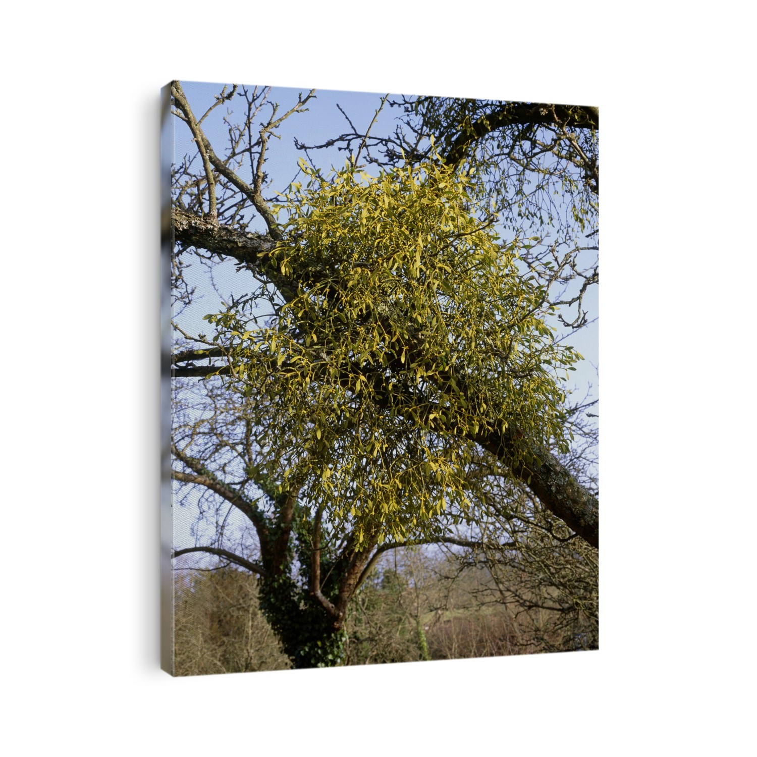 Mistletoe (Viscum album) in fruit, growing on an Apple tree (Malus sp.). Photographed in winter, in Somerset, England, UK.