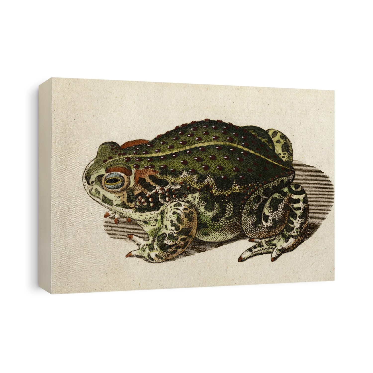 Toad, Rana variabilis, (now called Green Toad - Pseudepidalea viridis) with original hand colour, from Bechstein 