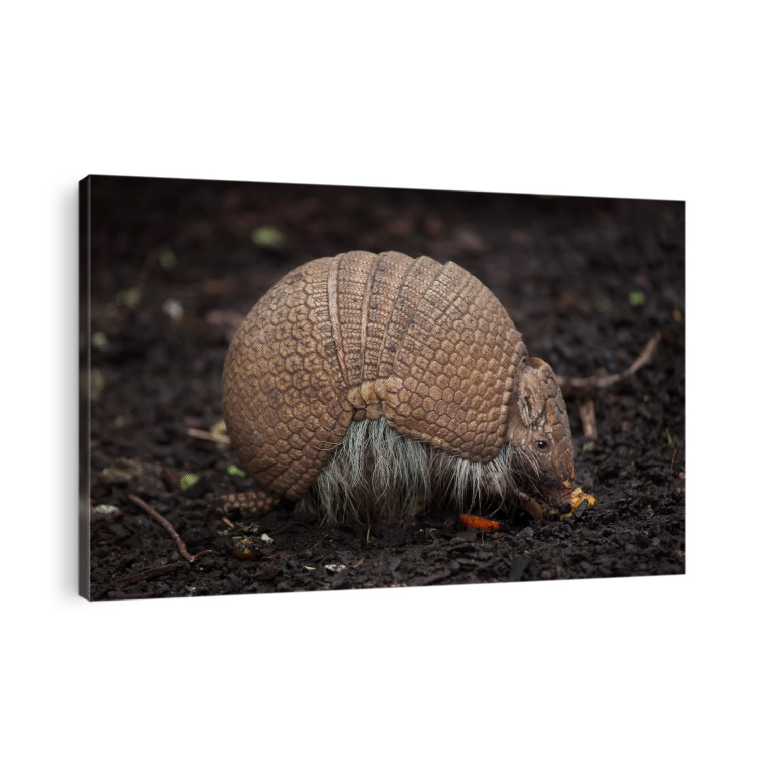 Southern three-banded armadillo (Tolypeutes matacus), also known as the La Plata three-banded armadillo.