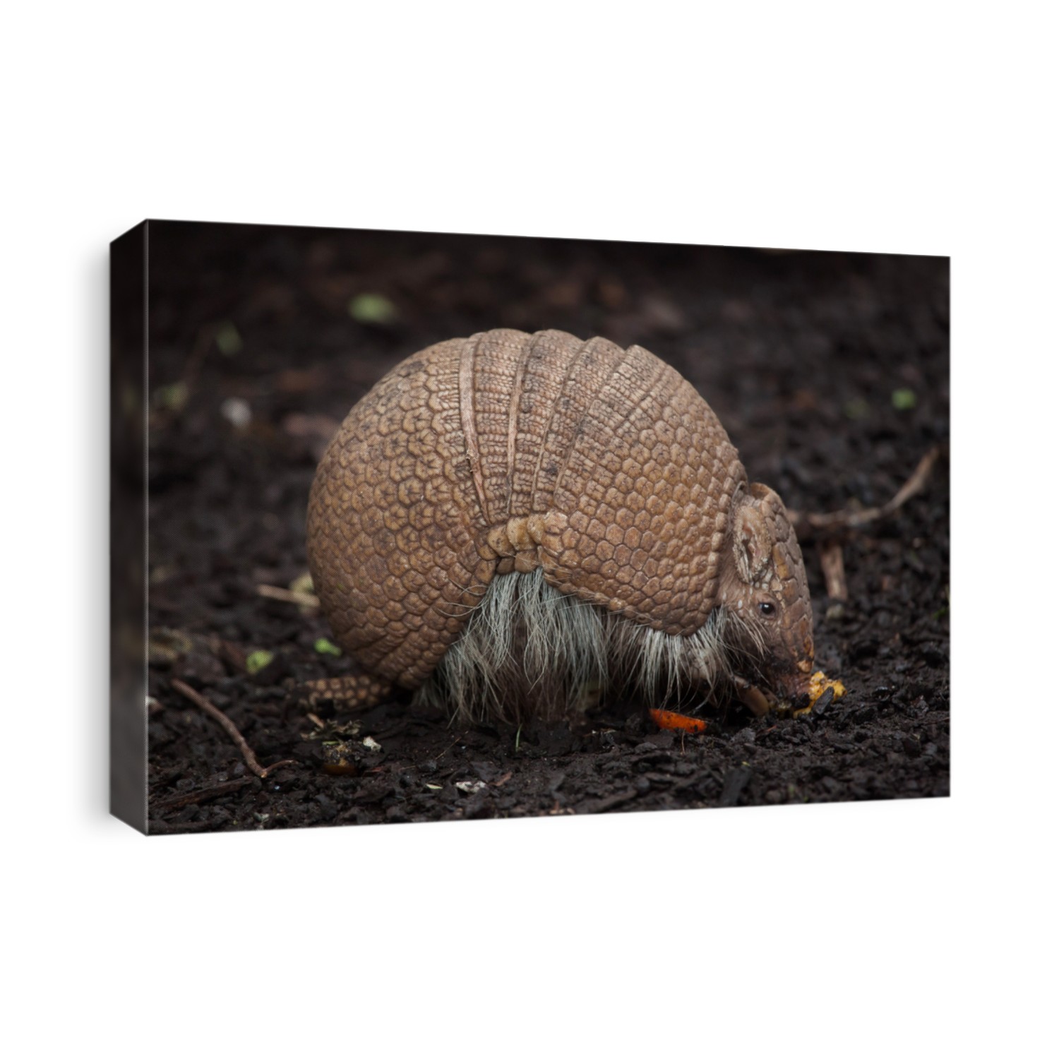 Southern three-banded armadillo (Tolypeutes matacus), also known as the La Plata three-banded armadillo.