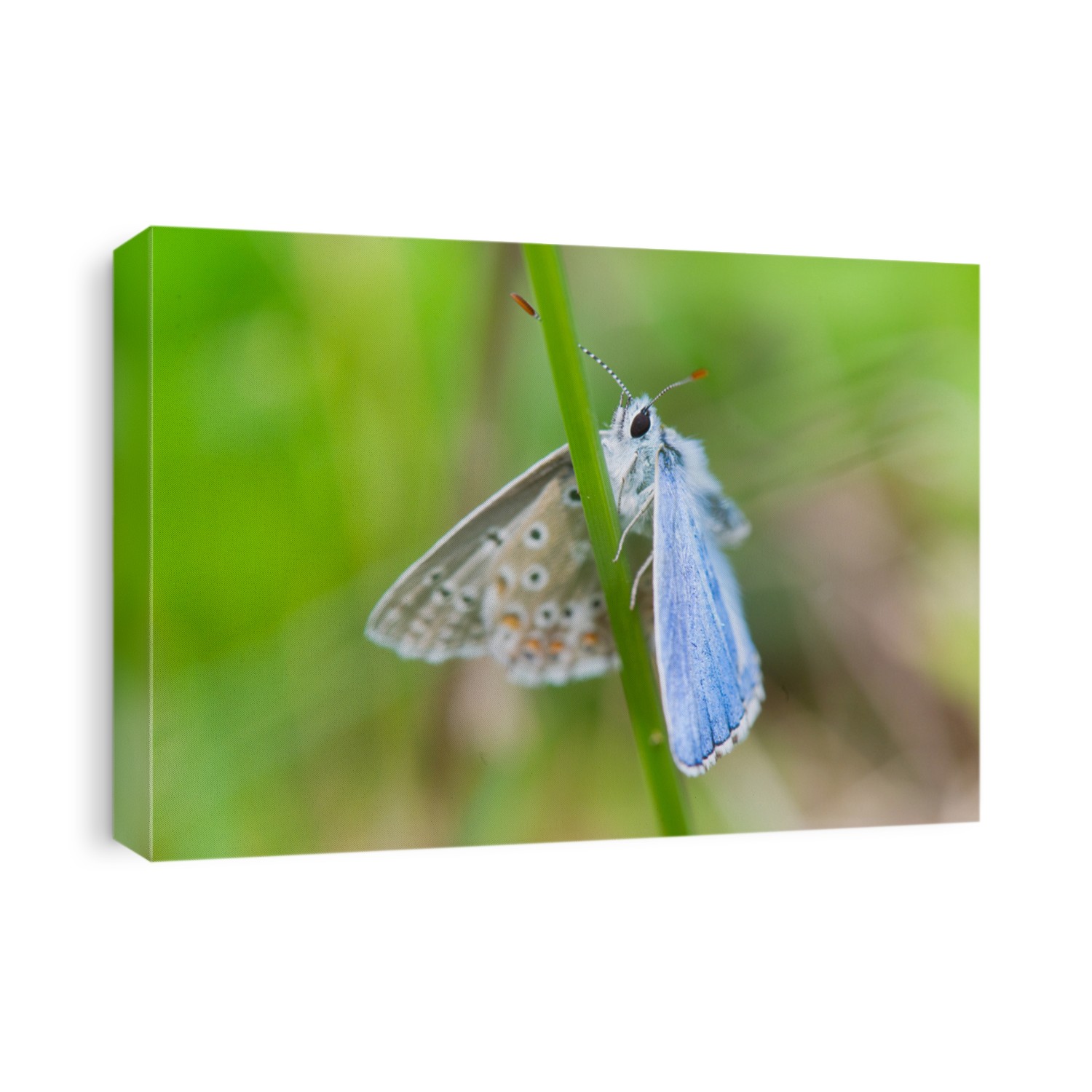 Blue butterfly Celastrina argiolus in nature environment