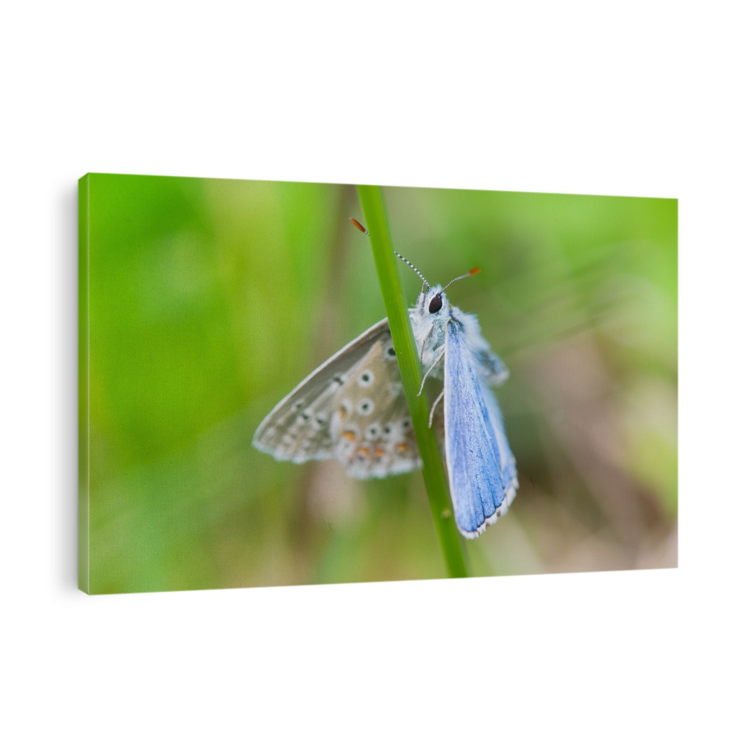 Blue butterfly Celastrina argiolus in nature environment