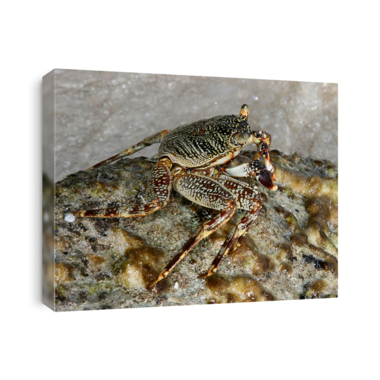 Crab on stone.