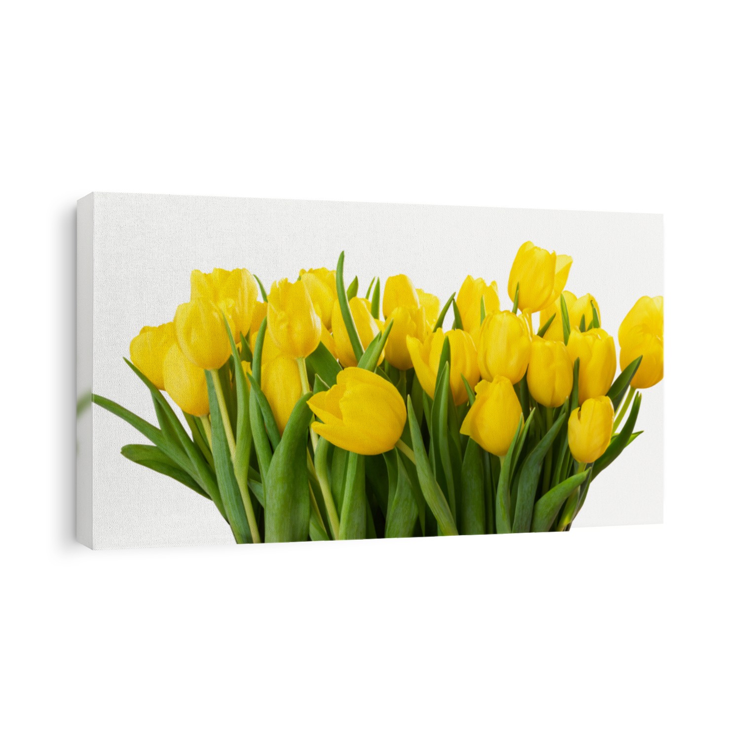 Panorama of beautiful yellow tulips (lily family, Liliaceae) isolated on white background, including clipping path. 