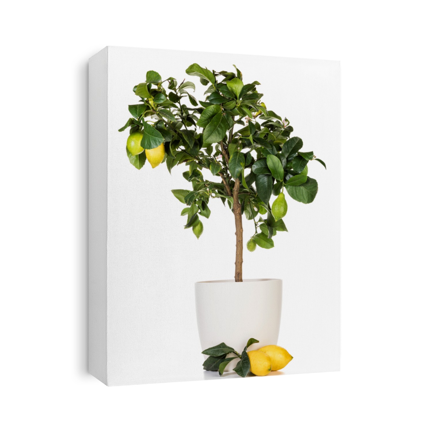 Potted lemon tree with several fruits isolated on white background