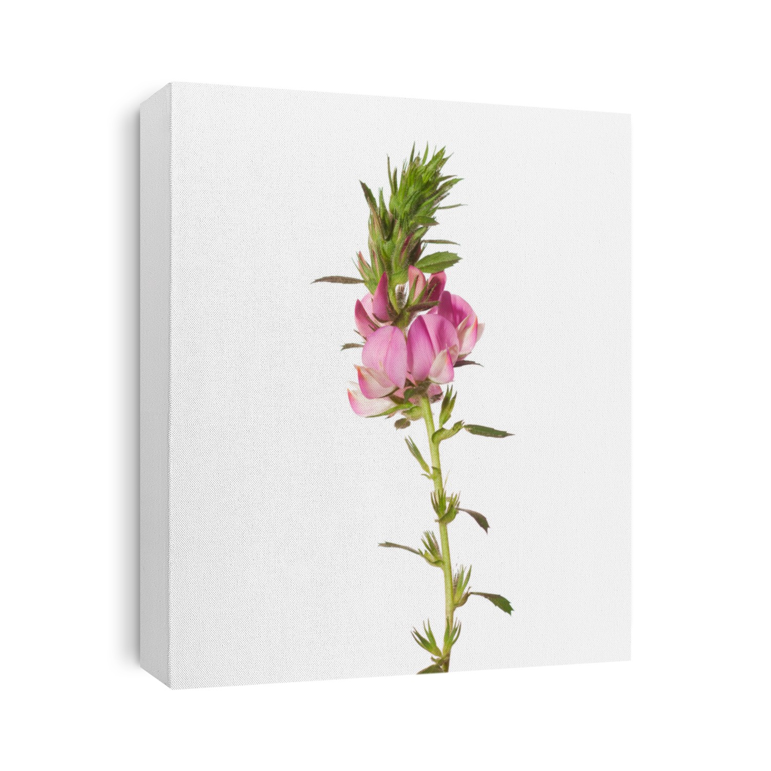 Pink flower isolated on white. ONONIS ARVENSIS