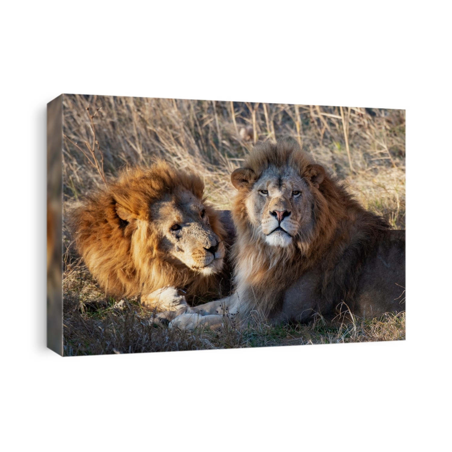 African male lion. Two Lion king portrait. Wildlife animals.