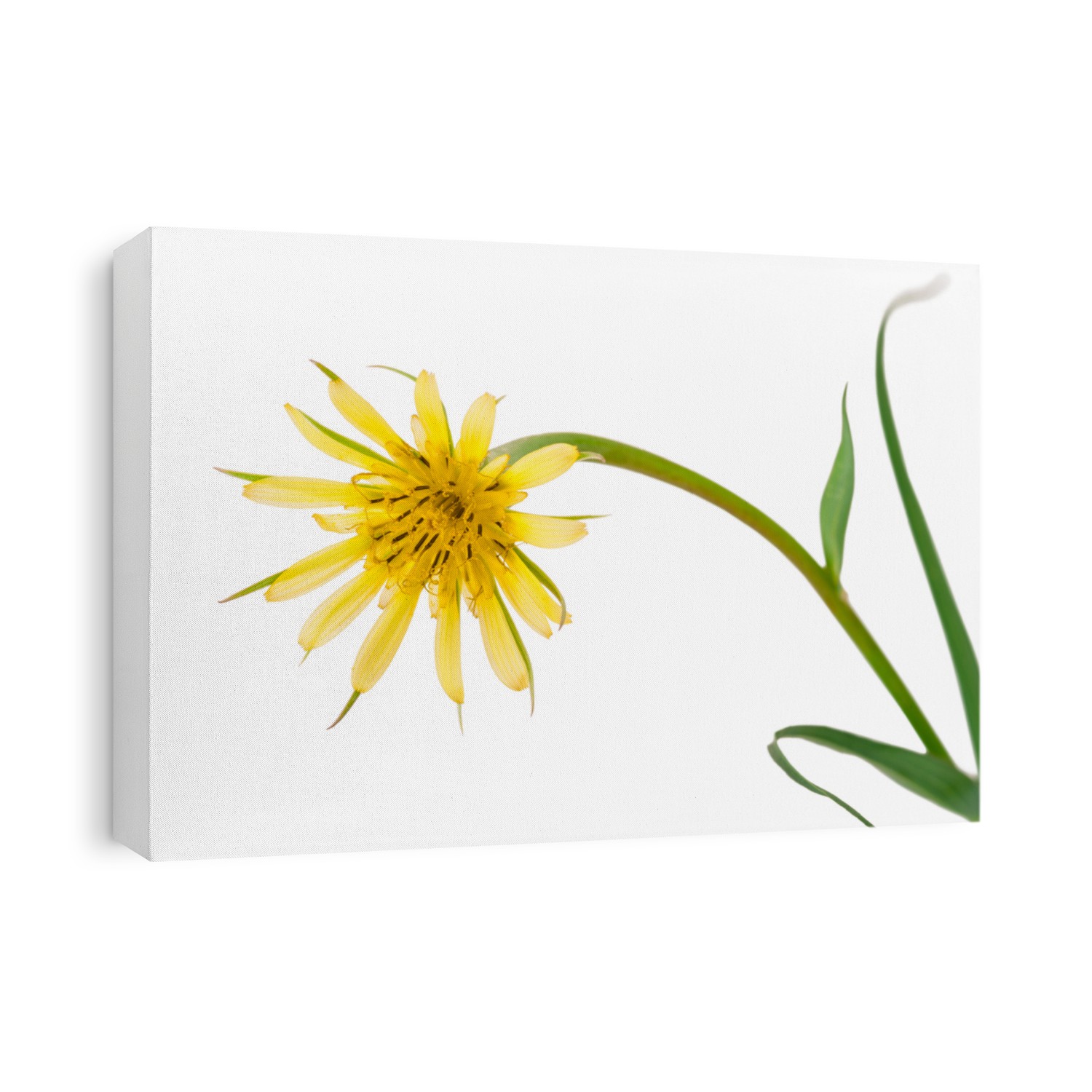 Flowers salsify isolated on white. Tragopogon dubius
