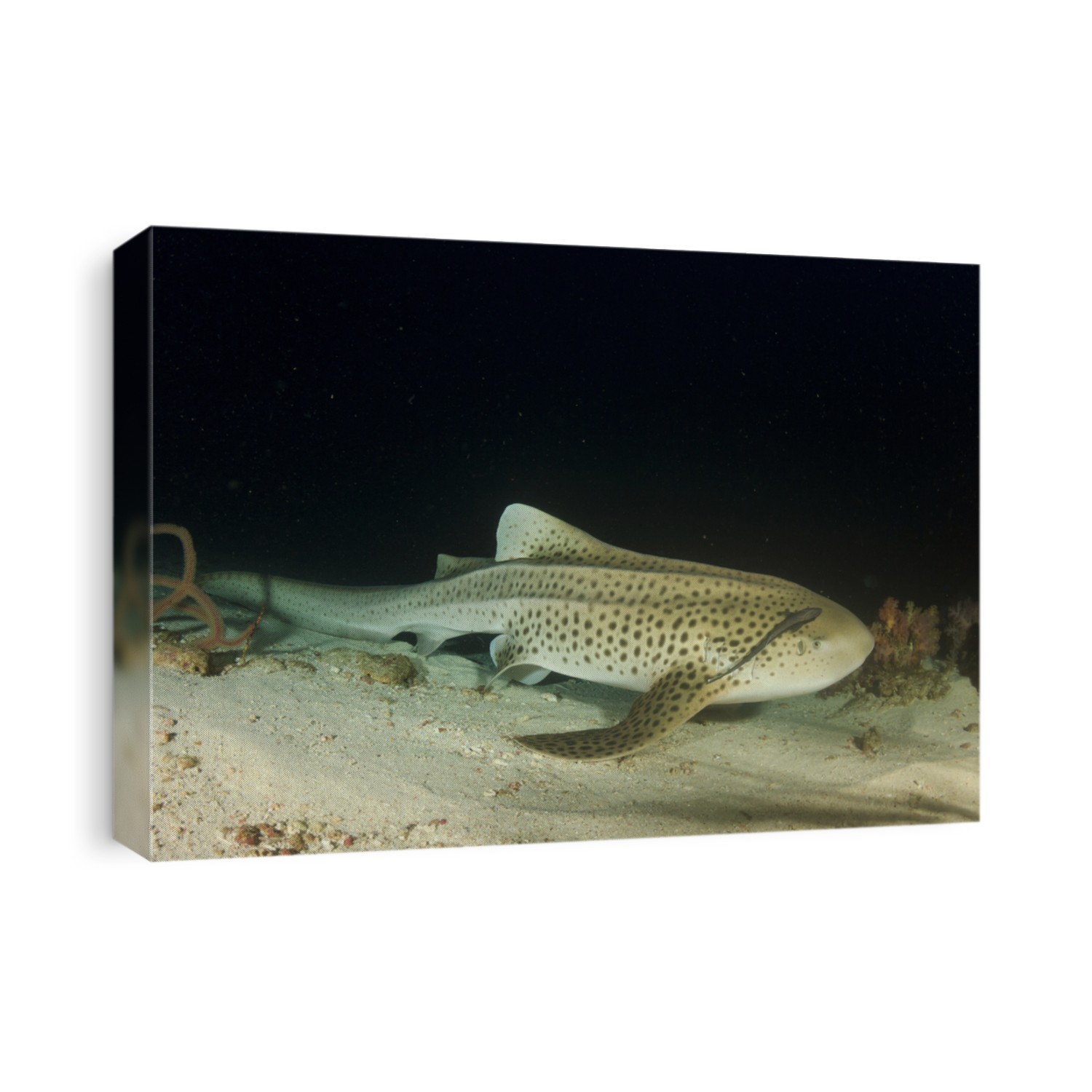 Leopard Shark (Zebra Shark)(Triakis semifasciata)